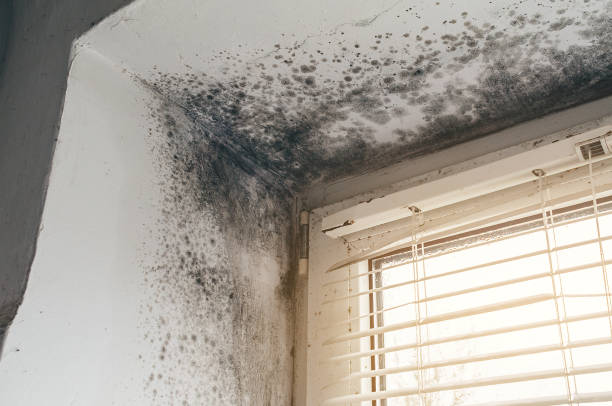 Affordable Mold Cleanup solutions in Gill, CO