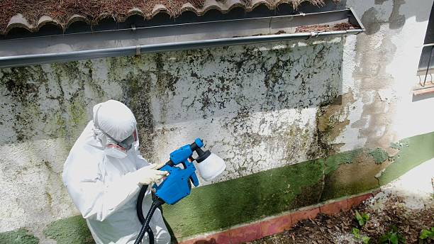 Top rated local Mold Cleanup specialists in Gill, CO